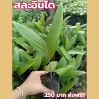 ราคา ขายต้น สละ 1 ชุด (บ้านแฮปปี้) (9283181604)