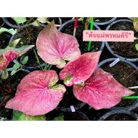 ราคา พรหมคีรี(บอนสีสายหวานราคาเบาๆ) (19335240226)