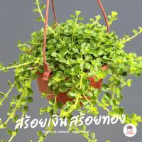 ราคา ต้นสร้อยเงิน สร้อยทอง Soleirolia soleirolii "Baby Tears" ไม้อวบน้ำ กุหลาบหิน แคคตัส กระบองเพชร cactus&succulent (49201662329)
