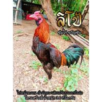 ราคา ไข่เชื้อ ไข่ไก่ชน พม่าม้าล่อ เจ้าลิโป้ (11950453016)