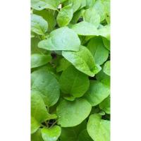 ราคา ต้นกล้ามะเขือเปราะ(เจ้าพระยา) (5454883451)