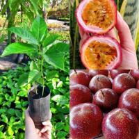 ราคา (5ต้น100บาท) ต้นเสาวรส เพาะเมล็ด รสชาติหวานอมเปรี้ยว ต้นพันธุ์แข็งแรงพร้อมปลูก (24900061192)