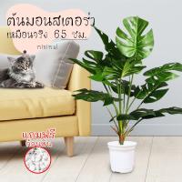 ราคา ต้นไม้ปลอม ต้นมอนสเตร่า สูง 65 ซม. พร้อมกระถาง ⛰ ฟรีหินตกแต่ง ต้นไม้ ต้น มอนสเตอร่า กระถางต้นไม้ ใบมอนสเตอร่า (8814565666)