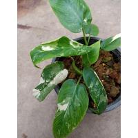 ราคา กวักพระพรหมป่าด่างสวยๆ (14000041640)