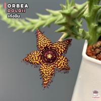 ราคา เก๋งจีน Orbea doldii แคคตัส กระบองเพชร cactus&succulent (18145649199)