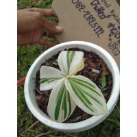 ราคา เอื้องหมายนาด่างสวยๆด่างขาวสวยมากจร้า (11950557374)