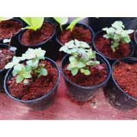 ราคา ต้นริบบิ้นชาลีเบียงก้า​ ขนาดกระถาง3นิ้ว (10667906448)