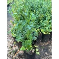 ราคา ( พร้อมส่ง ‼️ ) ต้นผักสะแงะ ผักพืันบ้าน ใส่แกงหน่อไม้ หรือต้มปลา 3 ต้น 99 บาทมีกลิ่นหอม ดับคาว (27725739719)