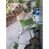 ราคา ต้นถุงเงินถุงทอง Albomarginata (13930813121)