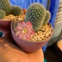 ราคา rebutia hoffmannii รีบูเทีย ดอกชมพู (2454208377)