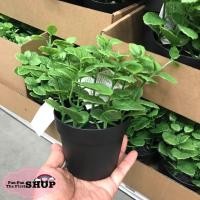 ราคา ไม้ประดิษฐ์ในกระถางต้นไม้IKEAมีหลายแบบให้เลือก-ส่งจากไทย (7706217800)