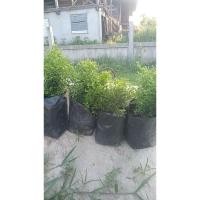 ราคา ต้นดอกแก้วหอมแคระไม้ประดับสวยงาม (29953338327)