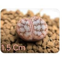 ราคา ไลทอป lithops werneri C188 X Lithops graclidelineata 'Cafe au Lait' C309A ไลทอปหายาก ไลทอปแร ไลทอปด่าง ไลทอปสามแฉก (9057595255)