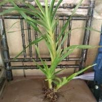 ราคา ต้นว่านเพชรหึงหรือว่านหางช้าง1ชุด3ต้น (40768377785)