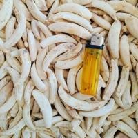 ราคา เขี้ยวหมูป่า เขี้ยวหมูตัน เขี้ยวหมูแท้ (26016112606)