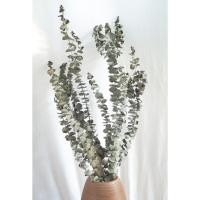 ราคา ดอกไม้แห้ง ใบยูคาลิปตัสแห้ง แบบก้านยาว ใช้ตกแต่งบ้าน มินิมิลมากๆจ้า (2190309476)