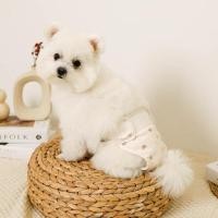 ราคา Moncheri Kuma-san heart กางเกงอนามัยสุนัข กางเกงในน้องหมา กางเกงซับประจำเดือนน้องหมา (25556870683)