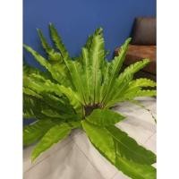 ราคา (ใบยาว60cm)(1ต้น)(vาย ต้นพันธุ์) ต้น เฟิร์น ข้าหลวง ใหญ่ ต้นใหญ่ ต้นข้าหลวง เฟิร์นข้าหลวง Panupong (17041511972)