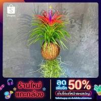 ราคา ต้นสับปะรดสีห้อยเคราฤาษี หรือรากอากาศ (12703092387)