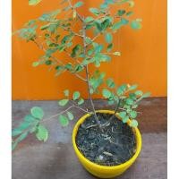 ราคา บอนไซ เกล็ดปลาหมอ ( เป็นเพียงต้นพันธุ์ที่จะใช้ทำบอนไซจิ๋ว ) (4554111224)