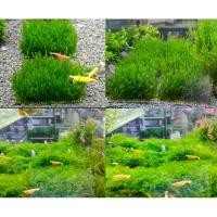 ราคา เฟรมมอส สะไปกี้ติดตะแกรง ไม่ต้องใช้ดินก็ได้ กุ้งแคระอยู่ได้ (29923871182)