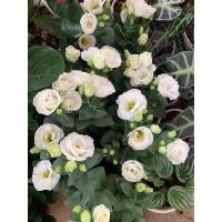 ราคา กุหลาบไร้หนามสีขาวสวยมาก (11642375067)