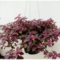 ราคา ต้นมณีล้อมเพชรหรือแดงชาลี ขนาดกระถางแขวน8นิ้ว (20914861057)