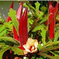 ราคา Red Okra Seeds กระเจี๊ยบฝักสีแดงงง!ถูกที่สุด เมล็ดพันธุ์กระเจี้ยบมอญอเมริกันแดง 20 เมล็ด กระเจี๊ยบมอญ Vegetable Seeds (53152127170)