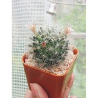 ราคา แมมขนแมว ลูกผสม Mam Bocasana (2796485809)