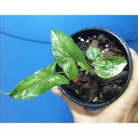 ราคา ต้นเงินไหลมาด่างขาว​ Syngonium​ (8479437835)