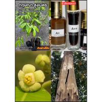 ราคา ต้นกฤษณา กฤษณา ไม้กฤษณา Eagle Wood Aquilaria crassna Pierre ex Lec / eertnom (44257906689)