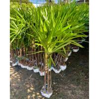ราคา ต้นจั๋ง จั๋งเชียงใหม่ (Lady palm) สูง 1 เมตร+ ฟอร์มสวยๆ ทนทานมาก “กอละ 3-4 ต้น” ไม้ฟอกอากาศ ยอดนิยม (41125770518)