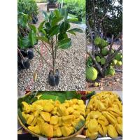 ราคา ต้นขนุนเพชรราชา กิ่งทาบ ขนาด 60-80 ซม. ต้นเตี้ย (26020109506)