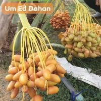 ราคา 1 ต้นอินทผาลัม พันธุ์ อัมเอ็ดดาฮาน UM ED DAHAN A.W.M. เพาะเมล็ด ขนาดต้นสูง 20-30 ซม (4767907475)