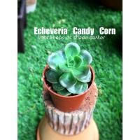 ราคา Candy Corn:ใบอวบน้ำ กุหลาบหิน Succulent (4341938667)