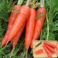 ราคา อินทรีย์็ด ใหม่็ด ใหม่ แครอท Little Fingers Carrot Seeds plants แครอทจิ๋ว แครอทเบบี้ ใหม่ออแกนิค ใหม่พืช เม ถู คละ (20175514870)