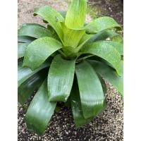 ราคา ต้นสับปะรดสี Vriesea fenestralis ต้นใหญ่ สวย (27103596501)