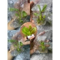 ราคา พร้อมส่ง❗️กล้วยแดงอินโด เนื้อเยื่อ กล้วยด่าง (11840855548)