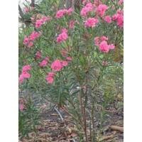 ราคา ต้นดอกยี่โถต้นละ 100บ (17850341319)