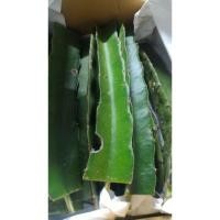 ราคา ️‍กิ่งพันธุ์แก้วมังกร​️‍ (1310482654)