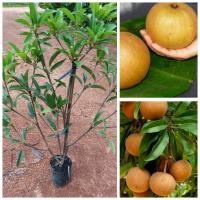 ราคา ต้นละมุด สาลี่ยักษ์ /ตอนกิ่ง ขนาด80-90ซม./ต้นเตี้ยปีเดียวติดผล ผลใหญรสหวานกรอบ (17293782006)