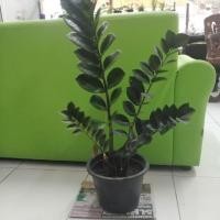 ราคา กวักมรกต​ ไม้มงคล​ ค้าขายเฮงๆ​ (2142066542)