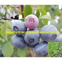 ราคา ต้น บลูเบอรี่ ไบร้ท์เวลล์ / ช่านล่าน (Blueberry - Brightwell 灿烂蓝莓) / Rabbiteye Blueberry อายุต้น 3 ปี+ ต้นไม้นำเข้า (23039291945)