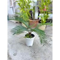 ราคา ต้นปรง พร้อมกระถาง #ต้นปรงเล็ก อายุ 3 เดือน (23950819397)