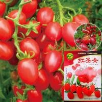 ราคา เมล็ดมะเขือเทศเชอร์รี่สีแดง สีแดงสด ผลดก โตไว ปลูกง่าย (50054731284)