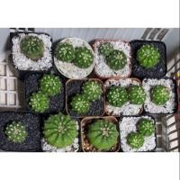 ราคา ดาวล้อมเดือนหนามกุด แคคตัส (1763557879)