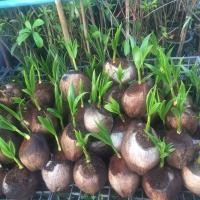 ราคา พันธุ์มะพร้าวน้ำหอมต้นเตี้ยแท้บ้านแพ้ว100% ขนาดพร้อมลงปลูกได้ทันที พร้อมส่ง Mefarmsook (5288809941)