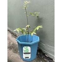 ราคา ต้นโมก Wrightia religiosa Benth (8679195642)