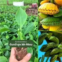 ราคา ต้นกล้วยเทพพนมให้ผลมากมาย ปลูกง่าย ชอบความชื้น ปลูกได้ทันที [ผลผลิตดีเยี่ยม] (23229712675)