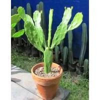 ราคา กระบองเพชรใบเสมา โอพันเทีย หูกระต่ายแคคตัส (28258583565)